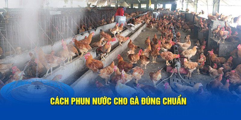 cach-phun-nuoc-cho-ga-dung-chuan