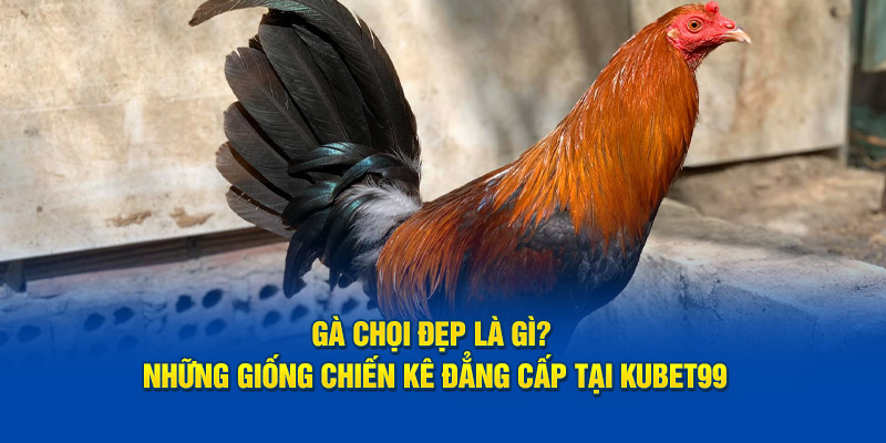 ga-choi-dep-la-gi-nhung-giong-chien-ke-dang-cap-tai-hubet