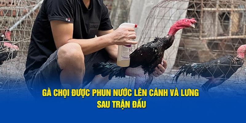 ga-choi-duoc-phun-nuoc-len-canh-va-lung-sau-tran-dau